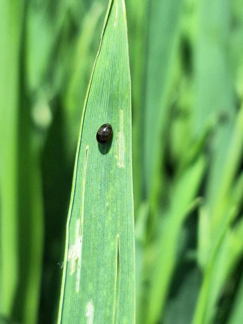 Žitna pijavica_larva