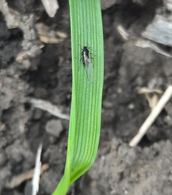 Aphididae, Biljne vaši, Aphids
