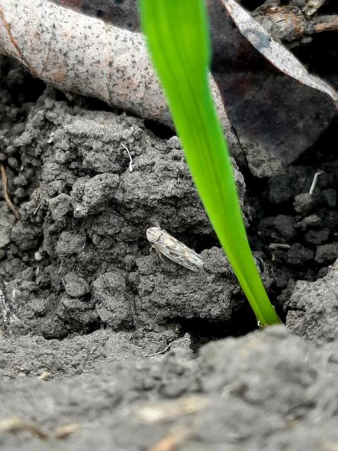 Psammotettix alienus 
