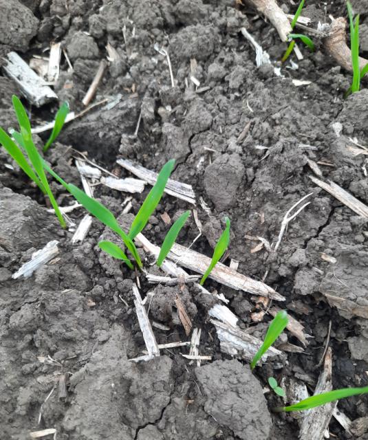 Pšenica_faza razvoja