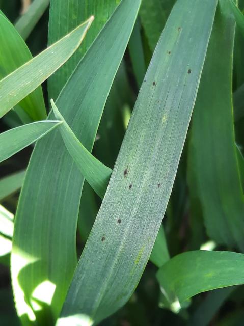 Pyrenophora tritici repentis