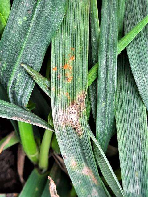 Puccinia recondita_Septori tritici