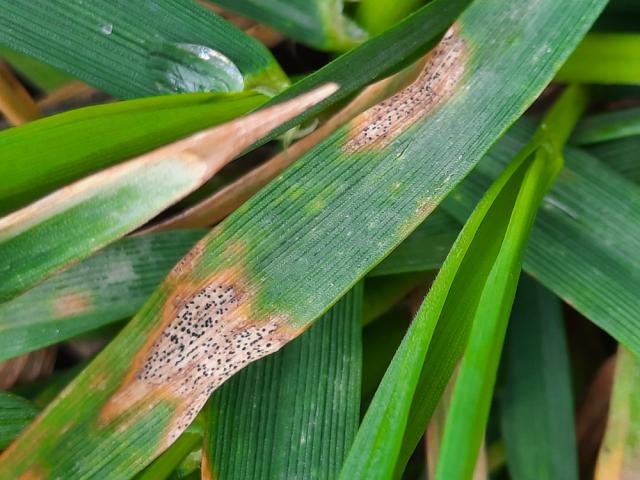 Septoria tritici