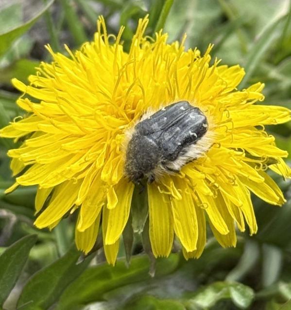 Tropinota hirta,Rutava buba, Epicometis hirta
