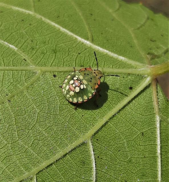 Nezara viridula_larva L5, NA VINOVOJ LOZI