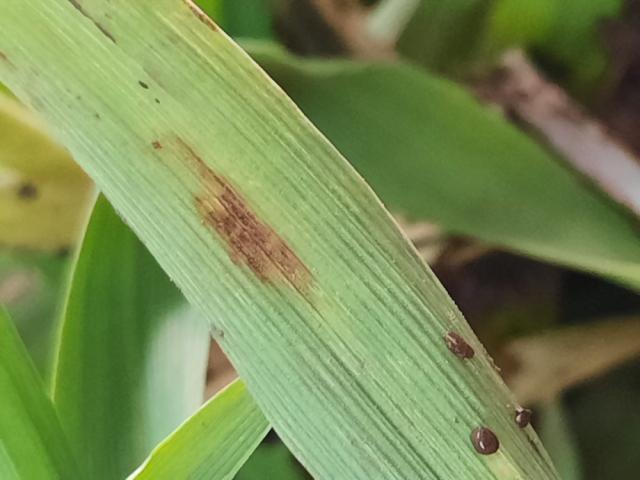 Pyrenophora teres