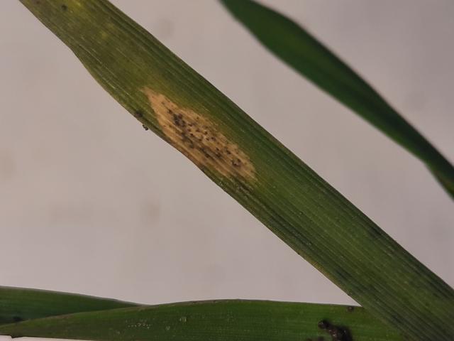 Septoria tritici