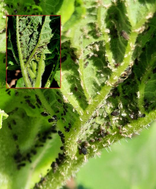 Aphis fabae, Crna repina vaš, Black bean aphid, Aphis papaveris
