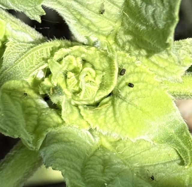 Aphis fabae, Crna repina vaš, Black bean aphid, Aphis papaveris 