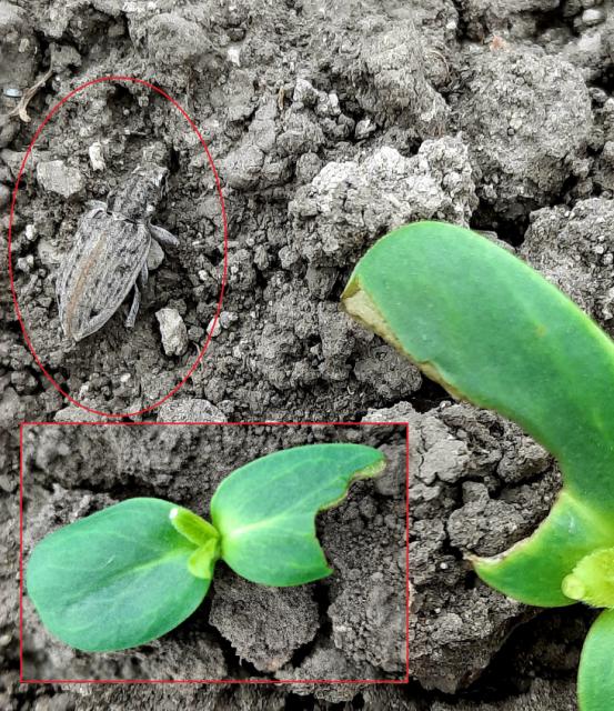 Tanymecus dilaticollis, Siva kukuruzna pipa, Maize leaf weevil
