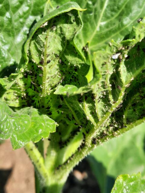 Aphis fabae, Crna repina vaš, Black bean aphid, Aphis papaveris
