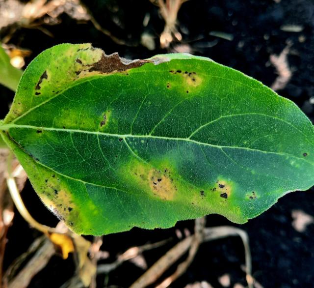 Alternaria helianthi, Mrka pegavost suncokreta , Blight of sunflower, Helminthosporium helianthi
