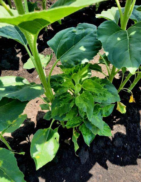 Plasmopara halstedii, Plamenjača suncokreta, Downy mildew of sunflower, Plasmopara helianthi
