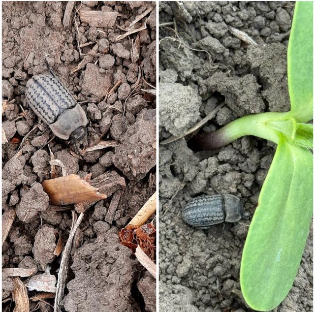 Peščar_Opatrum sabulosum