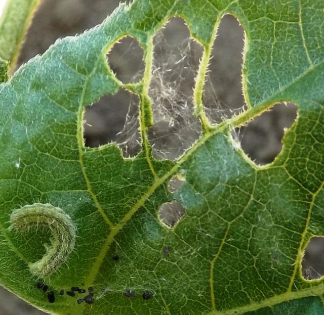 Larva Vanessa cardui na suncokretu