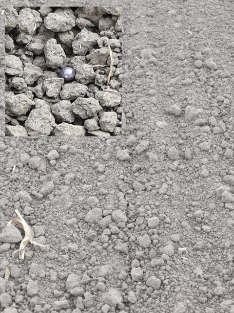 Uljana repica BBCH 00