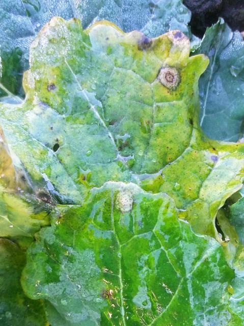 Uljana repica , Phoma lingam