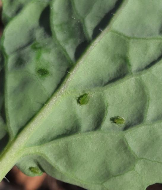 Aphididae, Biljne vaši, Aphids

