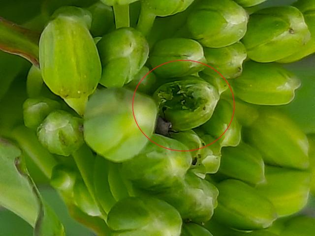 Štete od repičinog sjajnika