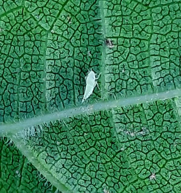 Scaphoideus titanus, American grapevine leafhopper
