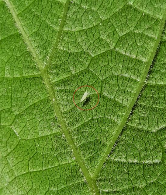 Scaphoideus titanus/larva