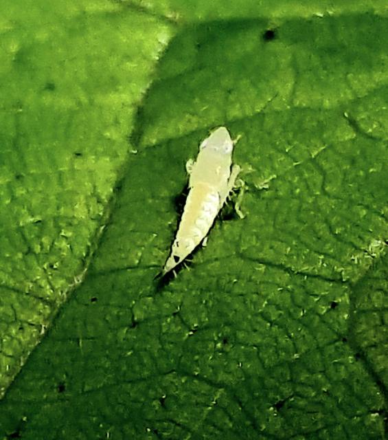 Scaphoideus titanus_L3, larva