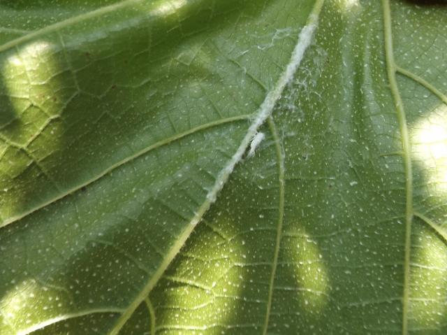 Metcalfa pruinosa, vinova loza