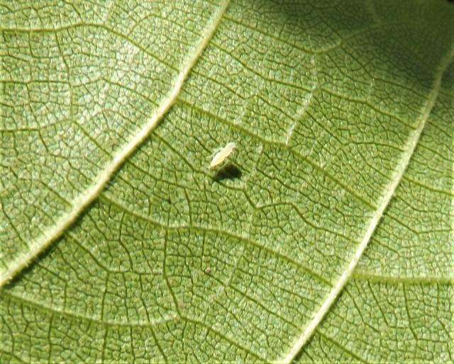 Larva Scaphiideus titanus