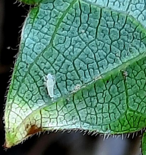 Scaphoideus titanus, American grapevine leafhopper
