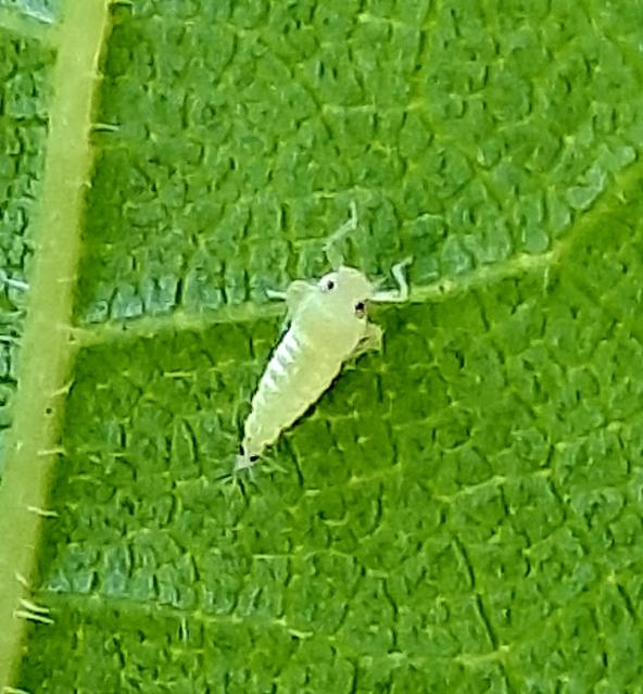 Scaphoideus titanus, American grapevine leafhopper
