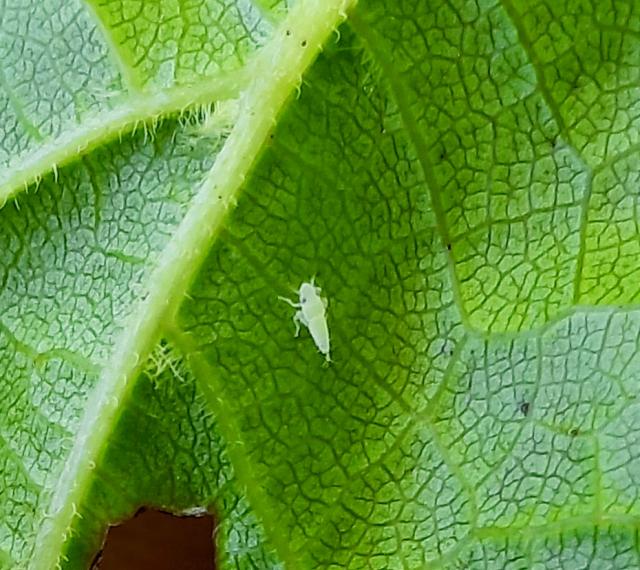 Scaphoideus titanus, American grapevine leafhopper
