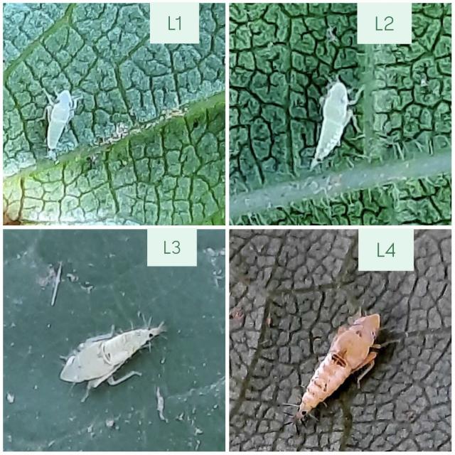 Scaphoideus titanus,larveni stupnjevi
