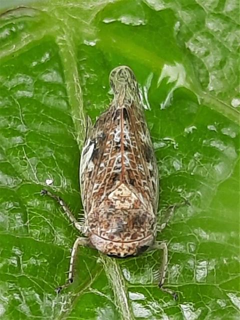 Alligidius atomarius_vinova loza