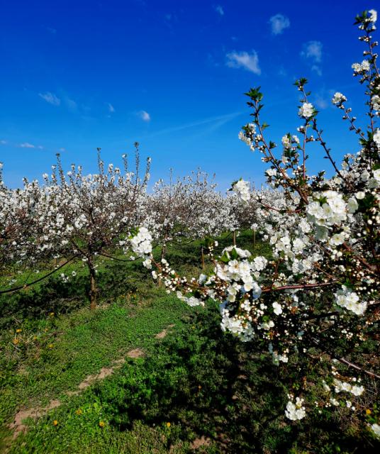  Višnja_oblačinska_faza razvoja