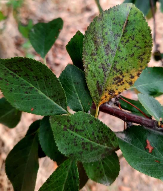 Blumeriella jaapii, Pegavost lista višnje i trešnje, Cherry leaf spot, Pseudopeziza jaapii
