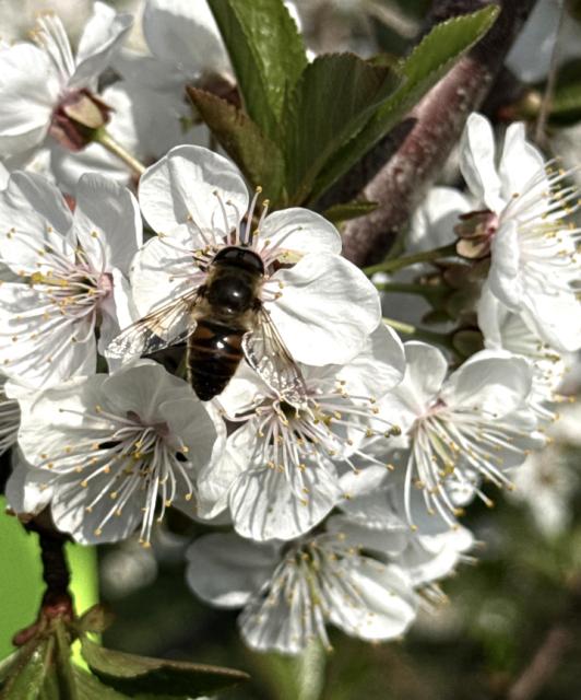 Eristalis tenax_ Osolike muve