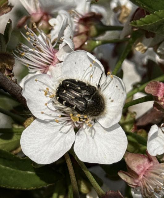 Tropinota hirta, Rutava buba, Epicometis hirta
