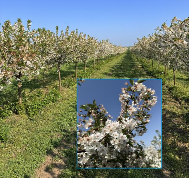 Višnja_faza razvoja