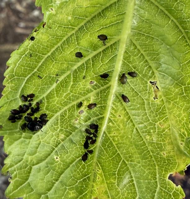 Myzus cerasi, Crna trešnjina lisna vaš, Black cherry aphid
