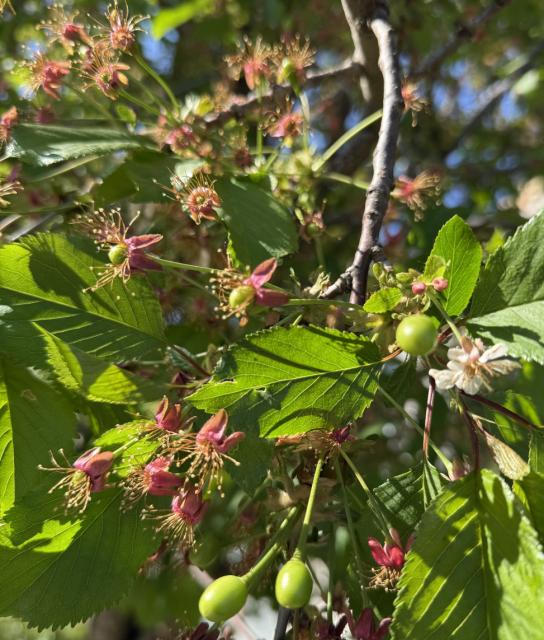 Višnja_faza razvoja