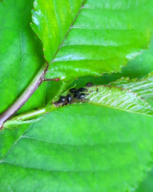 Crna trešnjina lisna vaš (Myzus cerasi)