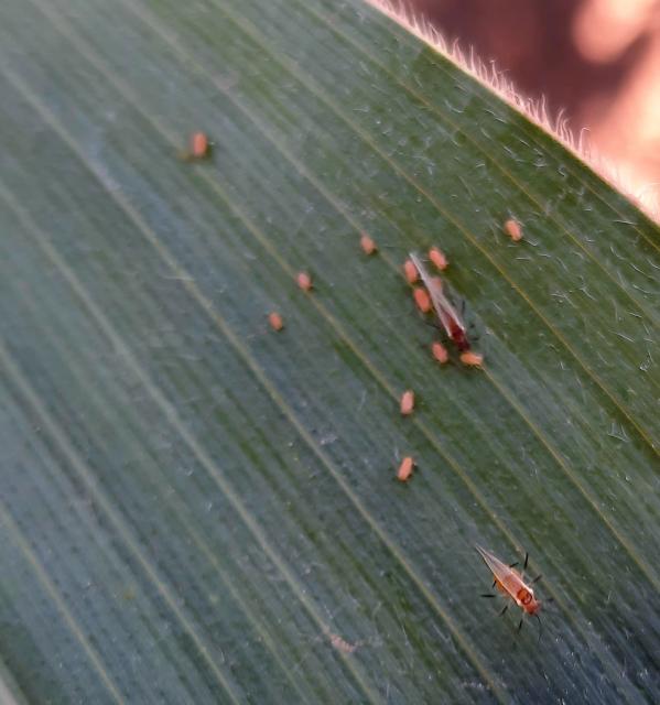 Aphididae, Biljne vaši, Aphids
