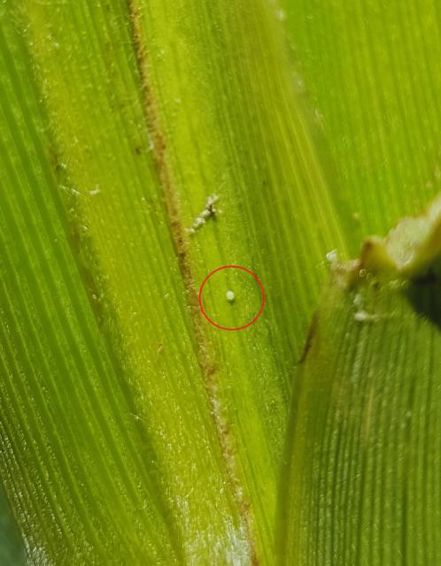 kukuruzna sovica (Helicoverpa armigera) 