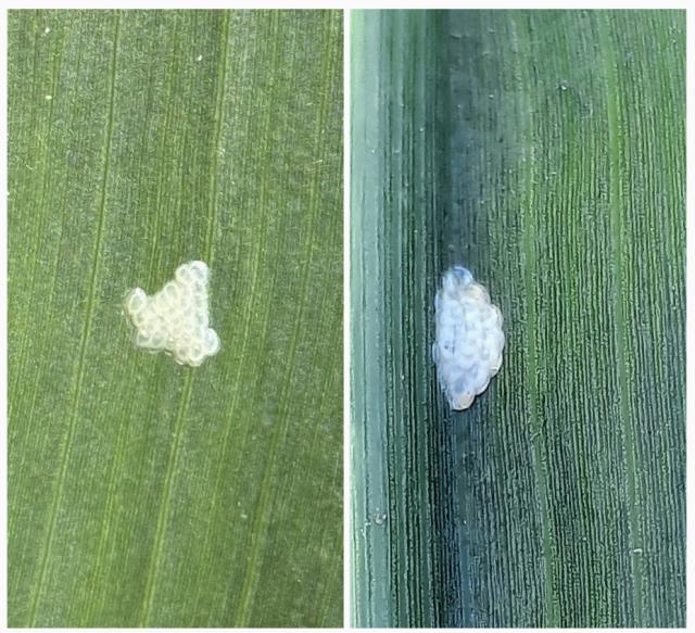 Ostrinia nubilalis, Kukuruzni plamenac, European corn borer
, jajno leglo