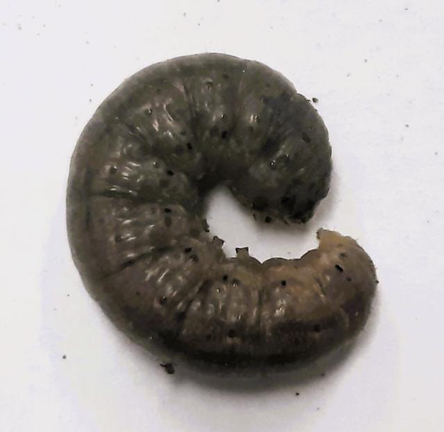 Larva podgrizajućih sovica