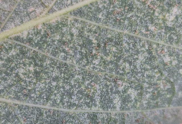 Grinje na soji, Tetranychus urticae, Obični paučinar, Two spotted spider mite 