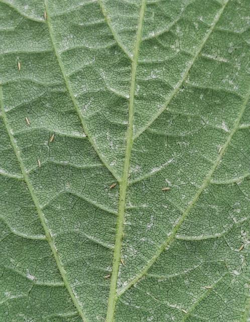 Thrips