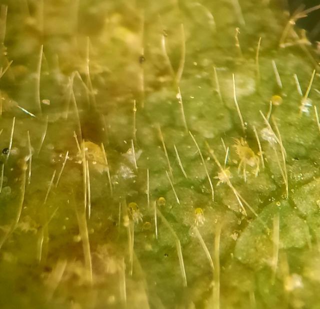 Tetranychus urticae