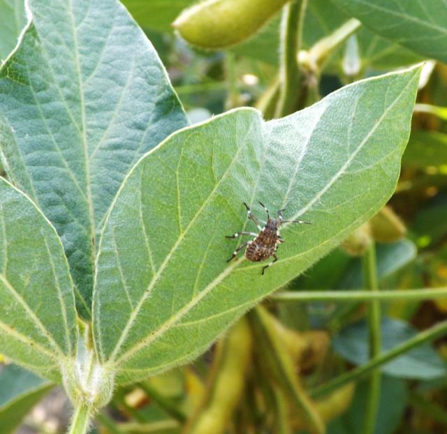 H.halys larva soja