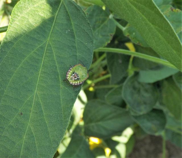 Nezara viridula larva